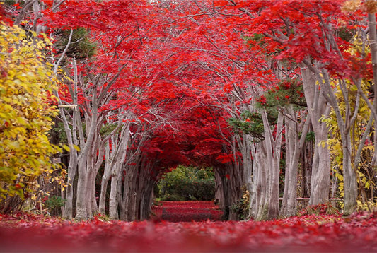 Autumn colors